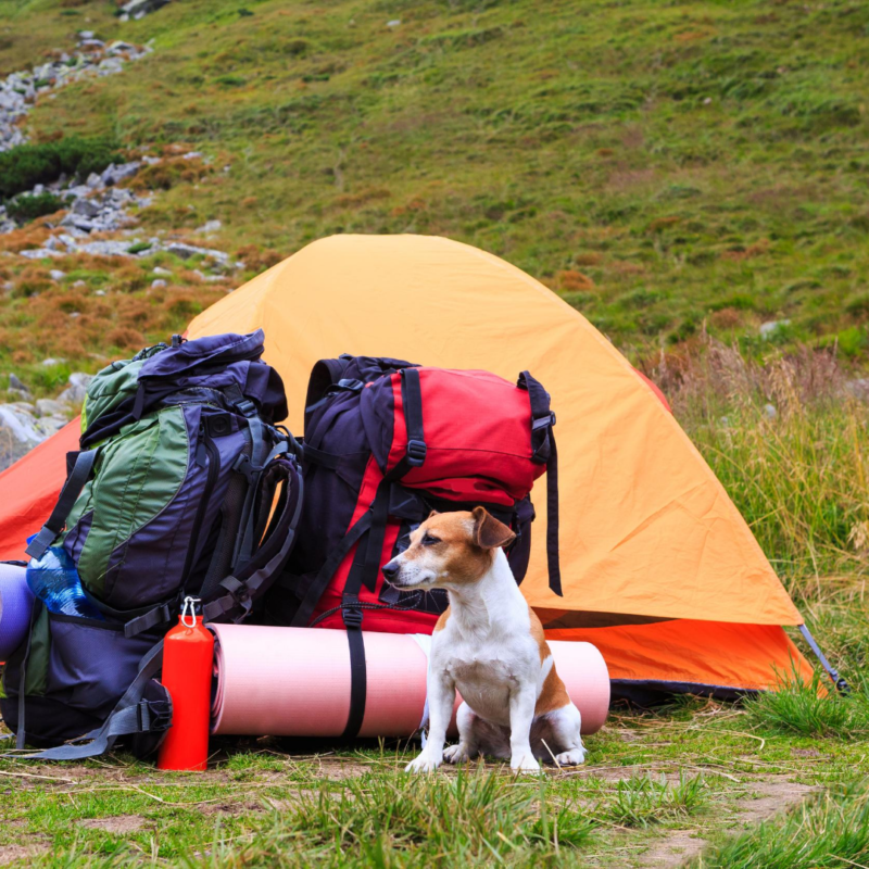 Top tips for camping with pets