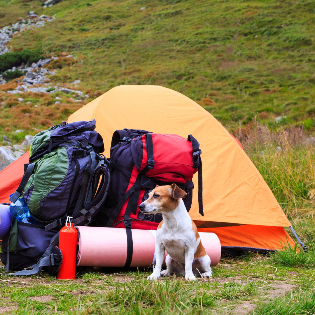 Top tips for camping with pets