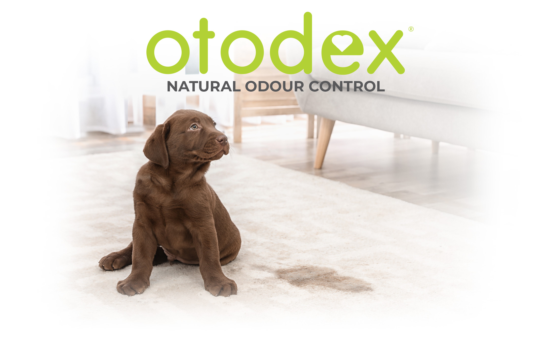 otodex for dogs