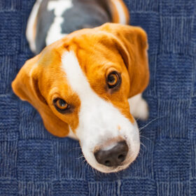 Vetbed®Non Slip Select Range